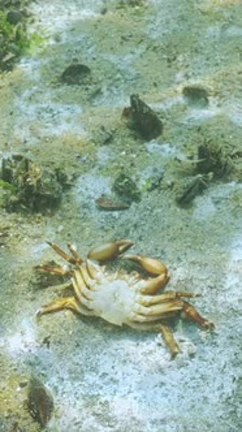 Top view of deceased crabs on sandy bottom covered with biofilm of decomposing microorganisms