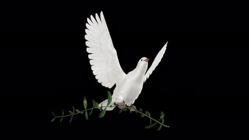 Peace Dove - Pombo branco com ramo de oliveira verde - Flying Loop - UC de baixo ângulo - Alpha Channel