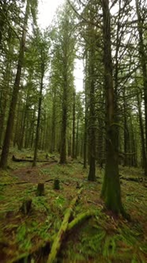 Smooth Flight Between the Trees Close to Branches in a Fabulous Spring Forest