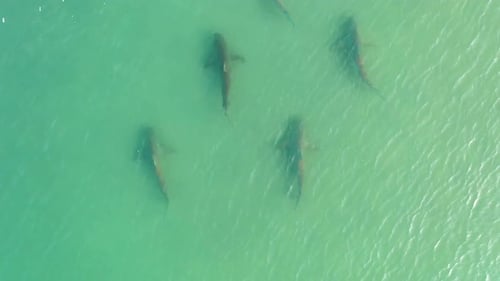 Sharks swimming in shallow water, Mediterranean Israel, aerial