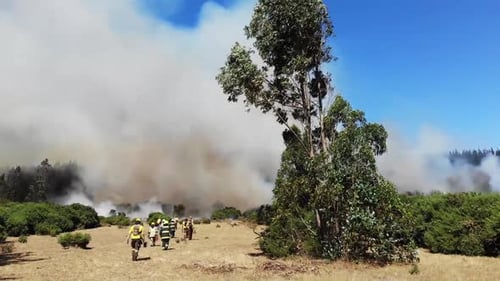 Firefighters Walking Toward Raging Forest Fire During Daytime