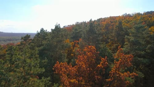 Beautiful autumn nature landscape. Amazing aerial drone nature footage of autumn forest