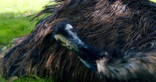 Large Australian Emu Preening Itself In The Shade, CLOSE UP