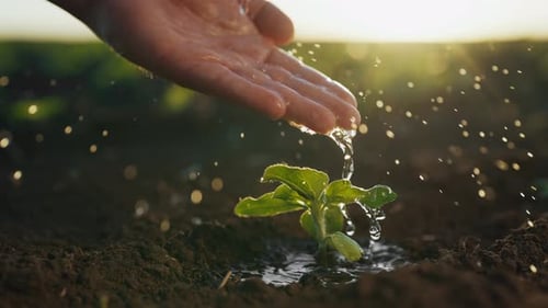 Agriculteur de l'écotourisme et de l'agro-industrie irriguant des semis dans un champ Gros plan View Professional