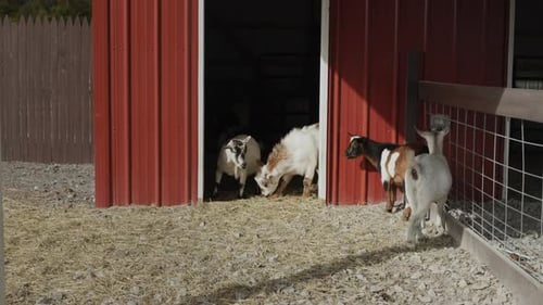 A Few Goats Walk in the Courtyard By the Barn Free Range of Animals on the Farm