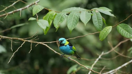 Colorida tangara de cabeza verde sentada en una rama, pájaro en el bosque atlántico