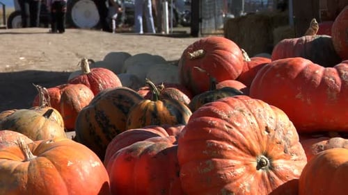 Pumpkins for sale at a rural autumn farm harvest in time for halloween