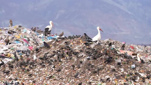 Vögel fliegen über die Müllkippe