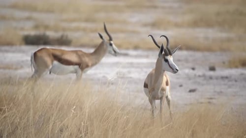 Springbok-Antilope in freier Wildbahn