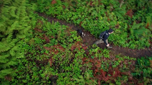 Hiker And Dog Exploring Forest Trail In Pacific Northwest Shot By Drone