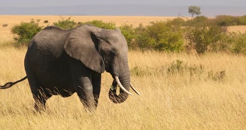 Elephant Walking In The African Savanna In Masai Mara, Kenya - Wide Shot