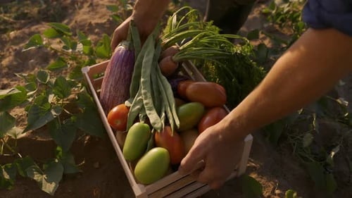 Freshly Picked Vegetables in a Crate in Garden