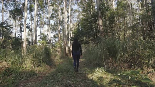Rear view: Woman tourist walking in the fall forest on a sunny autumn day