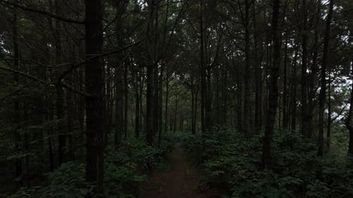 Scenery of dark wild forest tree