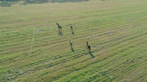 Horses are Running Across the Green Field Sunny Day