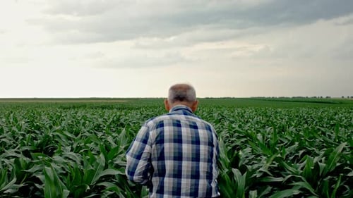 Rear view of senior farmer walking in corn field examining crop.