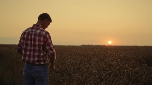 Man Cultivator Engineer Taking Wheat Grain in Hands at Sunset Field Horizon