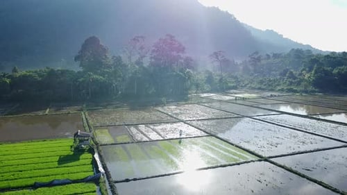 Vue sur le village avec des rizières apaisantes à Lamno Aceh Jaya