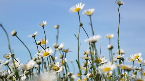 Chamomile White Daisy Flowers in a Field of Green Grass Sway in the Wind at Sunset Chamomile Flowers