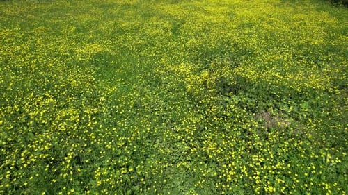 Yellow Flowers in the Field
