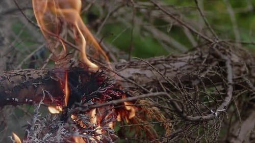 Abstract Oak Wood Bonfire In Flames Smoke And Ashes 06