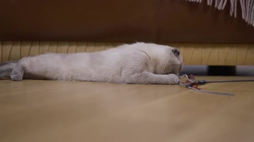 Side View Portrait of Fluffy Cat Playing with Toy Biting Moving Paw Enjoying Leisure at Home Curious