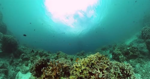 Vibrant Coral Reef with Fish Underwater