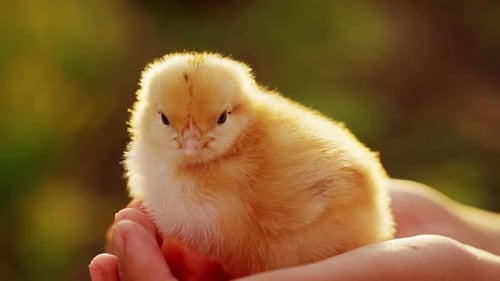 Yellow Chick Being Held in Hands Outdoors