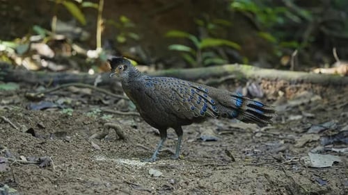 Faisan paon malais dans la forêt tropicale - Gros plan