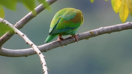Vibrant green parrot perched on a branch in a lush environment