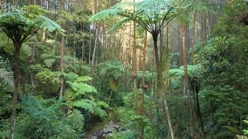 Drone flying smoothly through dense tropical forest between tall trees and lush green foliage.