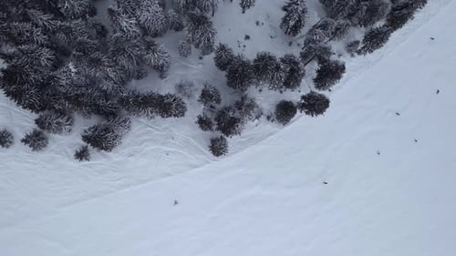 4k footage, top aerial drone view skier skiing on a ski slope in a fresh snow. Aerial - Top view tra