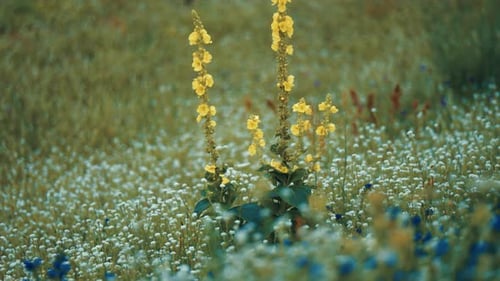 Yellow Agrimonia eupatoria flowers on the long stems surrounded by white and blue flowers on the sum