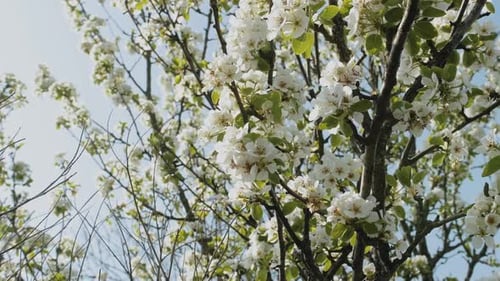 White Apple Flower Buds on a Branch Slow Motion Flowering Bloom of Apple Tree Blossoming Flowers in