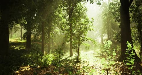 Morning Sunlight Filters Through Trees in a Peaceful Forest