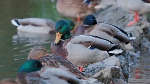 Ducks sleep, clean their feathers, eat algae. Ducks are beautifully reflected in water.