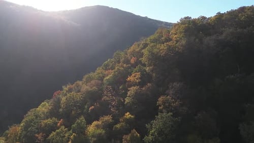 Flying Over the Forest in Autumn 05