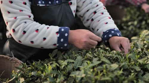 Woman Picking Longjing Tea Leaves in the Tea Garden