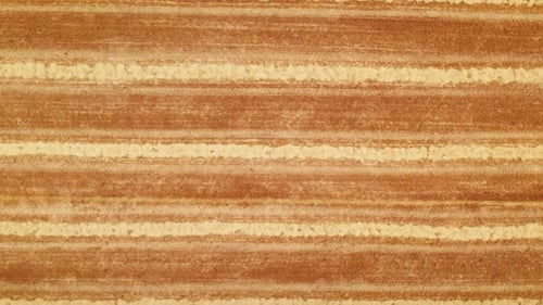 Fields of Harvested Wheat on Agriculture Farm