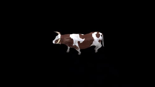 Bull Walk Top