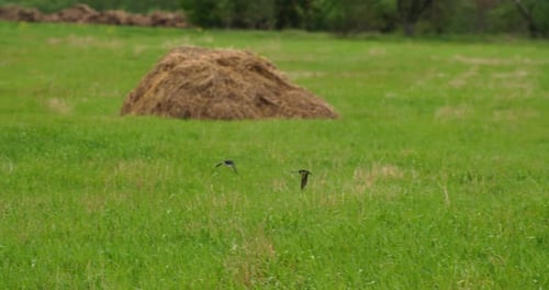 Swallows Flying Over Lush Green Meadow