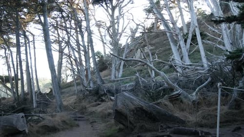 Path in Forest or Wood Trail in Grove