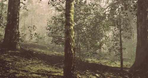 Forest View with Mist and Sunlight Filtering Through the Trees in Autumn