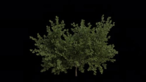 Englische Eibe weht im Wind. Europäische Eibe. Alpha-Kanal. Loop-Animation