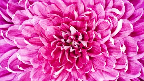 Red Chrysanthemum Flower Moving Petals While Blooming in Time Lapse Close Up