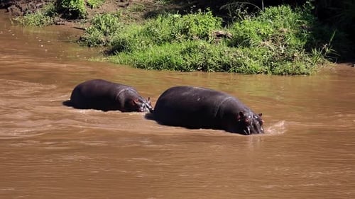 Huge male and female hippo walking upstream in muddy river on a hot summer day in the Serengeti, Afr