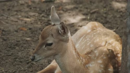 Resting Fawn Lying on the Ground