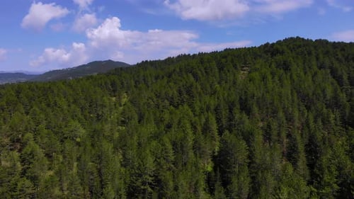 Ruhige Berglandschaft mit Pinien, Wald an einem sonnigen Tag mit schönen Wolken am glänzenden Himmel