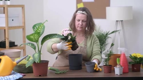 Stylish Interior Filled with Plants Woman Gently Transplanting Plant Into New Pot Home Gardening