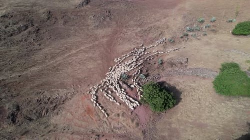 Aerial View of Sheep Herd Moving in Countryside
